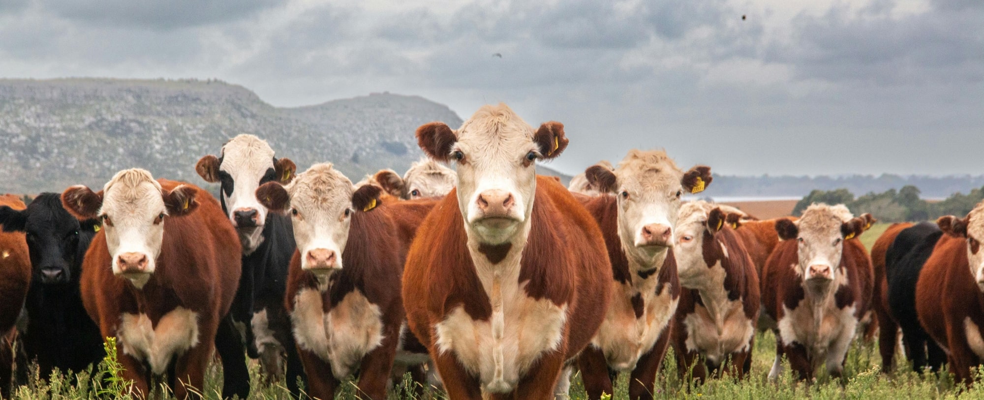 Ganadería con tecnología